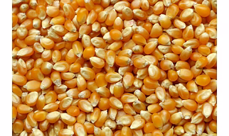 maize