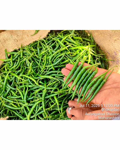 Green Chilli – Jaffrabad (Nashik)-4