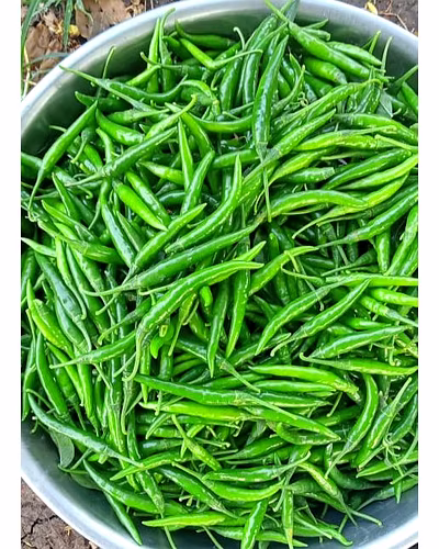 Green Chilli – Jaffrabad (Nashik)-5
