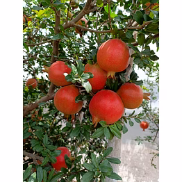 khetagro pomegranate – nashik (bhagwa variety)