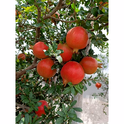 khetagro pomegranate – nashik (bhagwa variety)