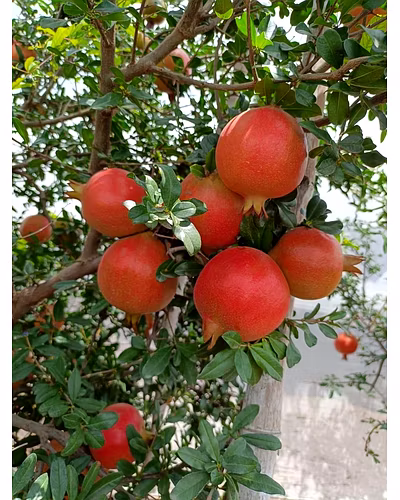 Pomegranate – Nashik (Bhagwa Variety)-3