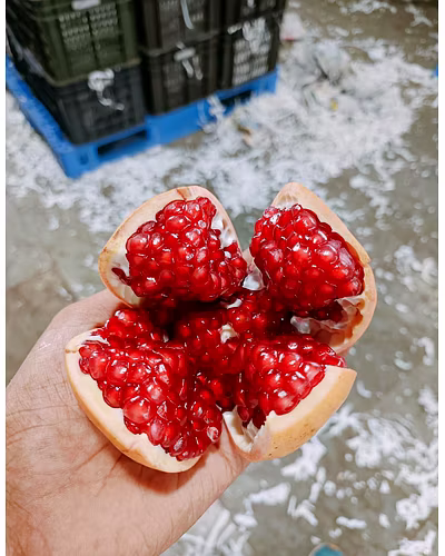 Pomegranate – Nashik (Bhagwa Variety)-5