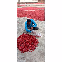 khetagro red chilli - koorakula