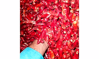 Red chilli - Koorakula
