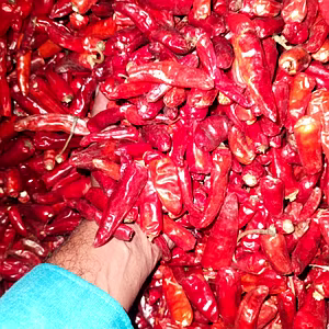 Red chilli - Koorakula