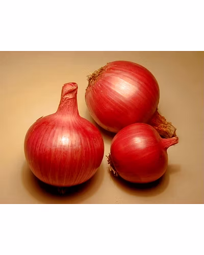 Red Onion (Nashik)-RON50mm