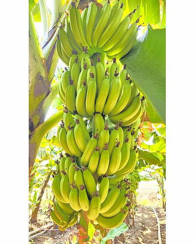 Green Banana – G9 Variety (Nashik)-4