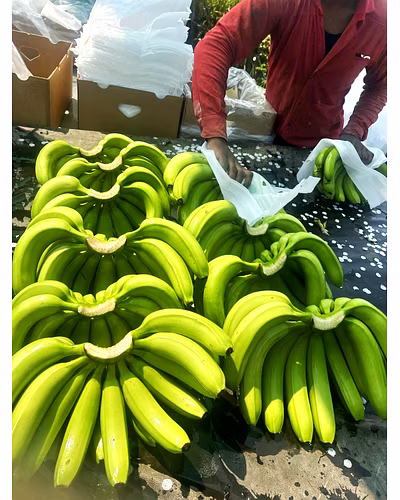 Green Banana – G9 Variety (Nashik)-5