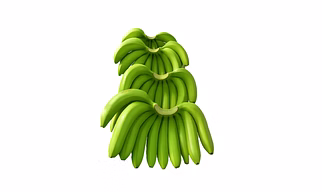 Green Banana – G9 Variety (Nashik)