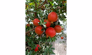 Pomegranate – Nashik (Bhagwa Variety)