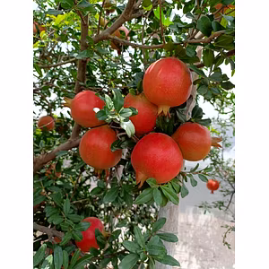 Pomegranate – Nashik (Bhagwa Variety)