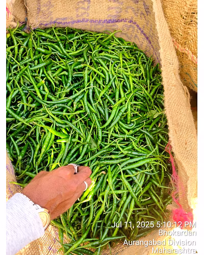 Green Chilli – Jaffrabad (Nashik)-1