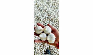 Garlic Super Bomb (>40mm)