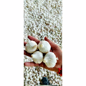 Garlic Super Bomb (>40mm)
