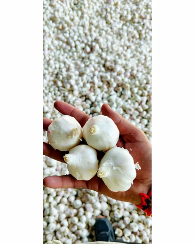Garlic Super Bomb (&gt;40mm)-12754345
