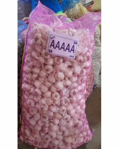 Garlic Super Bomb (&gt;40mm)-1