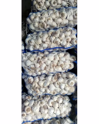 Garlic Super Bomb (&gt;40mm)-2