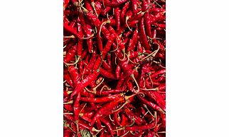 Red chilli - Teja