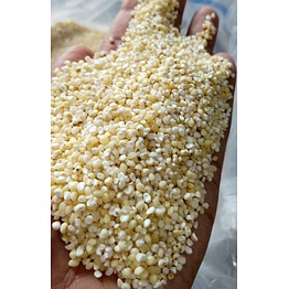 sorghum