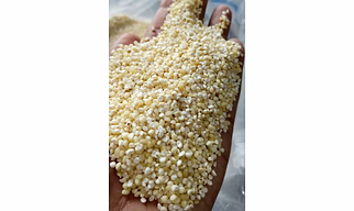 sorghum