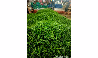 Green chilli G4