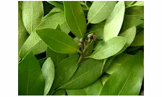 Bay leaves