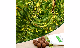 Neem seed