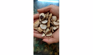 Detarium Microcarpum Seeds, Sweet Detar, Ofor Seeds