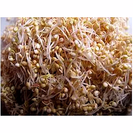 quinoa sprouted