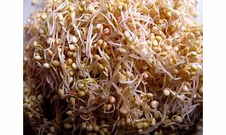 Quinoa Sprouted