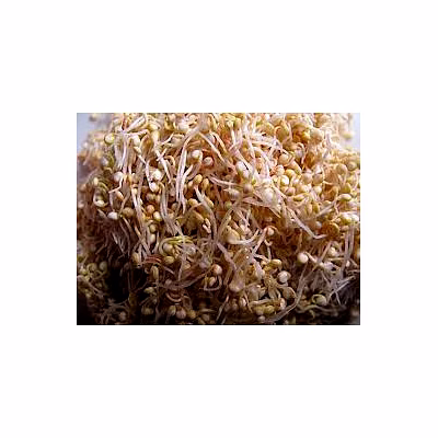 quinoa sprouted