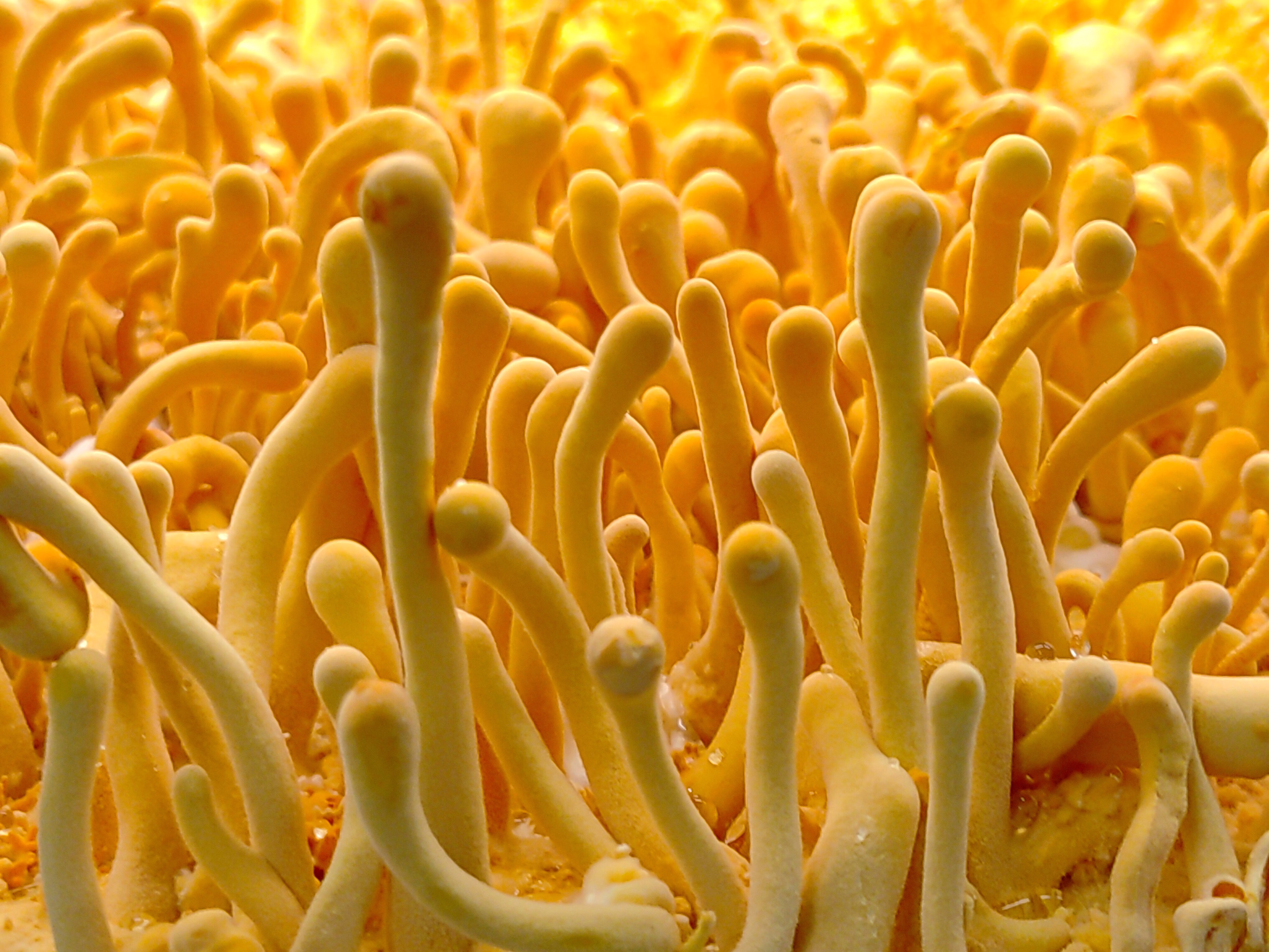 Cordyceps Militaris image 1
