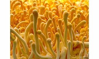 Cordyceps Militaris