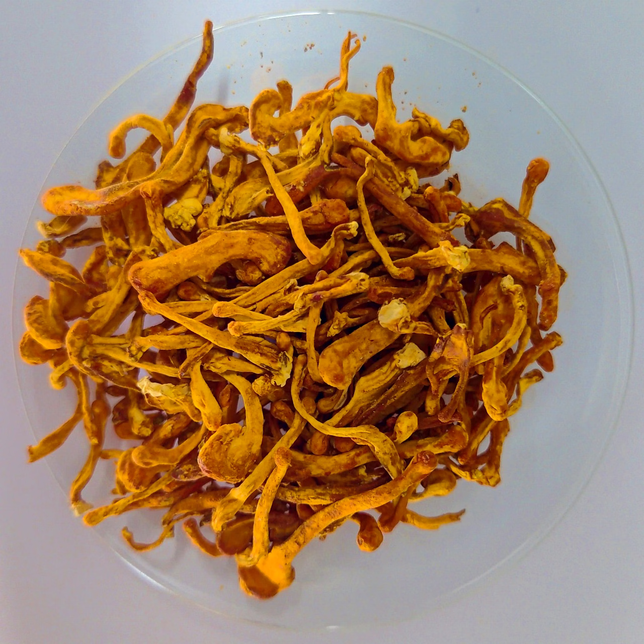 Cordyceps Militaris image 3