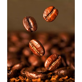 robusta coffee