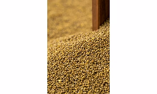Barnyard Millet – Organic, Gluten-Free Grain Exporter from India