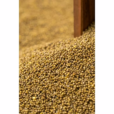 Barnyard Millet – Organic, Gluten-Free Grain Exporter from India-12778735