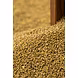 Barnyard Millet – Organic, Gluten-Free Grain Exporter from India-12778735-sm