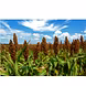 Ragi (Finger Millet)-1-sm