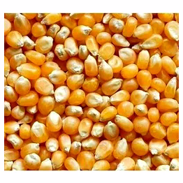 dried yellow maize