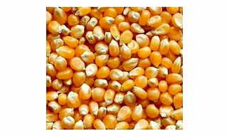 Dried Yellow Maize