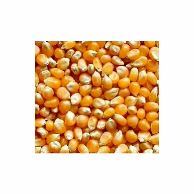 Dried Yellow Maize-12762943