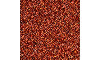 Ragi (Finger Millet)