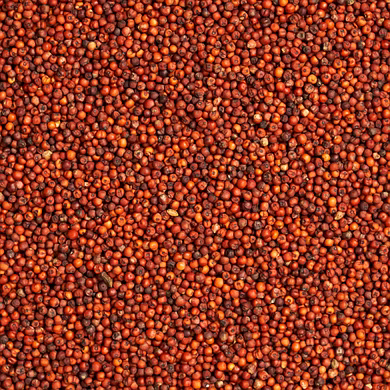 Ragi (Finger Millet)-12778769