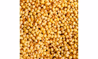 "Sorghum (Jwar) – Gluten-Free, High-Fiber, and Rich in Iron for Healthy Cooking and Baking Needs"