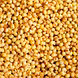 &quot;Sorghum (Jwar) – Gluten-Free, High-Fiber, and Rich in Iron for Healthy Cooking and Baking Needs&quot;-12761823-sm