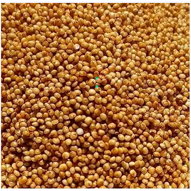 Kodo Millet-12778757