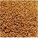 Kodo Millet-12778757-sm