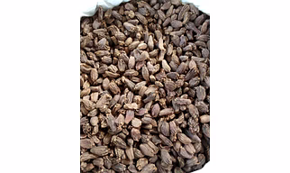 Big cardamom